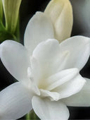 RÉPARE - Masque intense Kératine